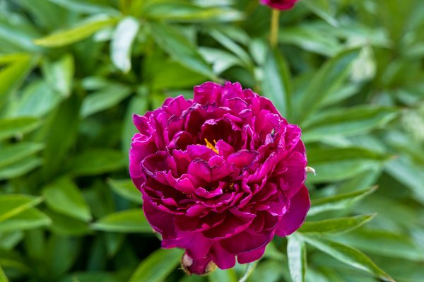 What are the best practices for creating green roofs and living walls in urban real estate projects?