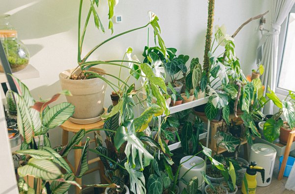 How to Utilize Vertical Space for Indoor Gardening?